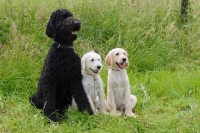 Picture of Black standard poodle and labradoodle puppies
