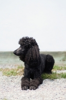 Picture of Black standard poodle lying down