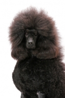 Picture of black standard Poodle on white background, portrait