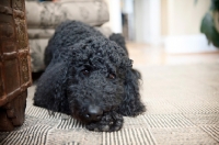 Picture of black standard poodle resting head on paw