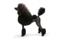 Picture of black standard Poodle side view on white background