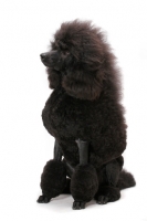 Picture of black standard Poodle sitting on white background