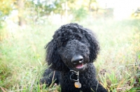 Picture of black standard poodle sitting in long grass