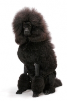 Picture of black standard Poodle sitting on white background