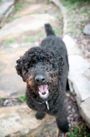 Picture of black standard poodle smiling