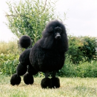 Picture of black standard poodle standing in front of greenery