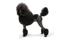 Picture of black standard Poodle standing on white background