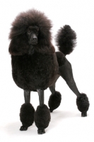 Picture of black standard Poodle standing on white background