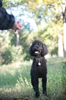 Picture of black standard poodle watching toy