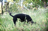 Picture of black standard poodle with head in grass, tail up