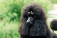 Picture of black standard poodle