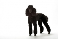 Picture of black standard poodle