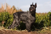 Picture of black Standard Schnauzer in field