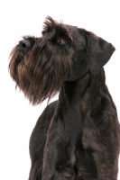 Picture of black standard Schnauzer in studio