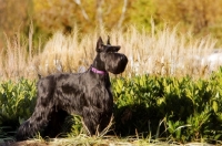 Picture of Black Standard Schnauzer, near greenery, side view