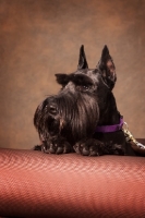 Picture of black standard Schnauzer on couch