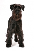 Picture of black Standard Schnauzer on white background