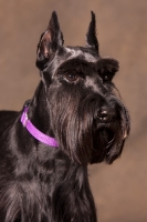 Picture of black standard Schnauzer portrait