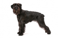 Picture of black standard Schnauzer