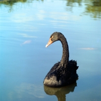Picture of black swan on blue water