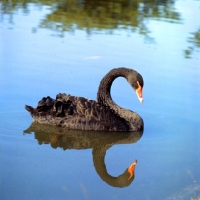 Picture of black swan on blue water