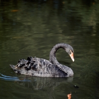 Picture of black swan on dark water