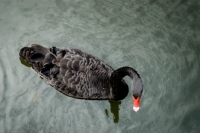 Picture of black swan swimming in france