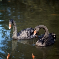 Picture of black swans at whipsnade