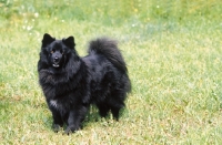 Picture of black Swedish Lapphund standing on grass