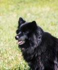 Picture of black Swedish Lapphund