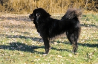 Picture of black Tibetan Mastiff