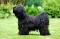 Picture of black Tibetan Terrier side view