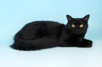 Picture of black tiffanie cat, lying down