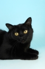Picture of black tiffanie cat, portrait