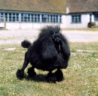 Picture of black toy poodle in show clip from springett kennels