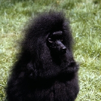 Picture of black toy poodle, portrait