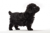 Picture of black Toy Poodle puppy