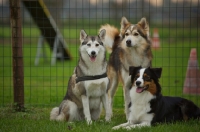 Picture of black tri australian shepherd and two mongrels posing