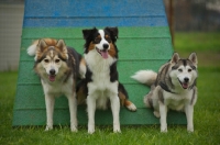 Picture of black tri australian shepherd and two mongrels posing on an agility ramp
