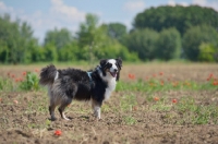 Picture of black tri color australian shepherd standing in a field, countryside scenery