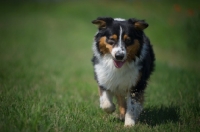 Picture of black tri color australian shepherd running free in a field