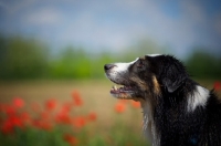 Picture of black tri color australian shepherd with red flowers