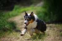 Picture of black tri color australian shepherd running free in a field