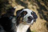 Picture of black tri color australian shepherd looking up