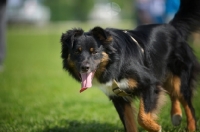 Picture of black tri color australian shepherd with tongue out