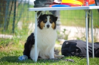 Picture of black tri color australian shepherd hiding under a table