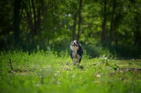 Picture of black tri color australian shepherd running like crazy in a field