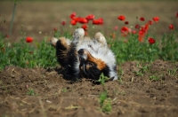 Picture of black tri color australian shepherd rolling un a field, red flowers in the background
