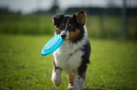 Picture of black tri color australian shepherd running with a frisbee