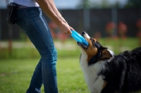 Picture of black tri color australian shepherd playing tug of war with trainer